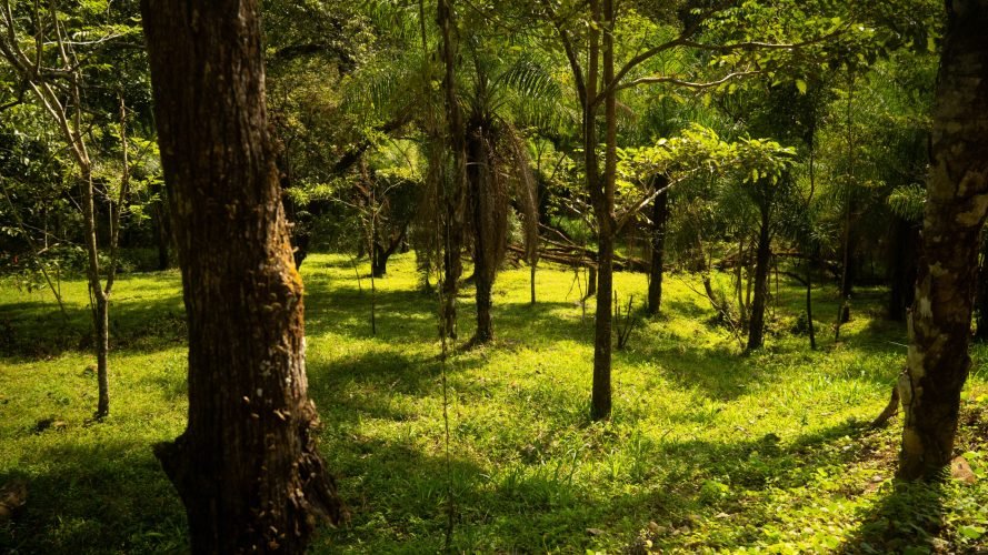 Ceiba lot 332 - La Ecovilla